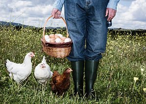 3 chickens and eggs with a farmer