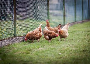 4 chickens near a fence outside