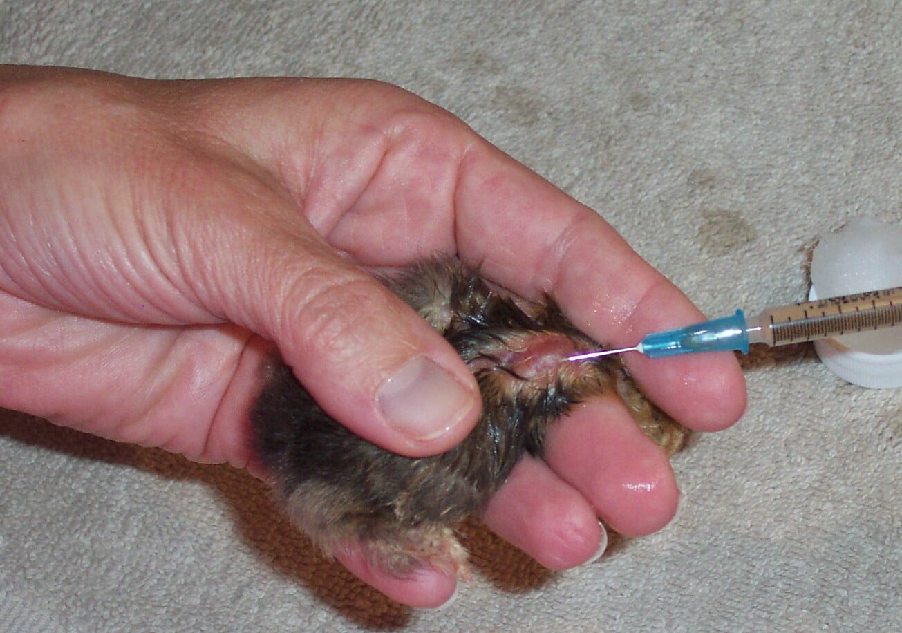 Injected mareks vaccine create a bubble