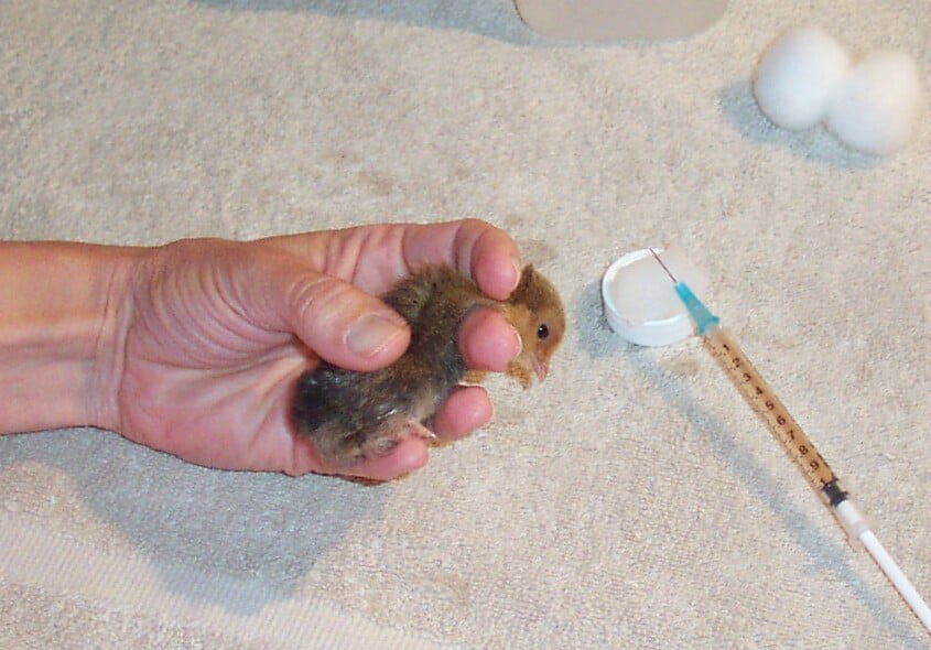 Hold the chick face down for Mareks vaccination