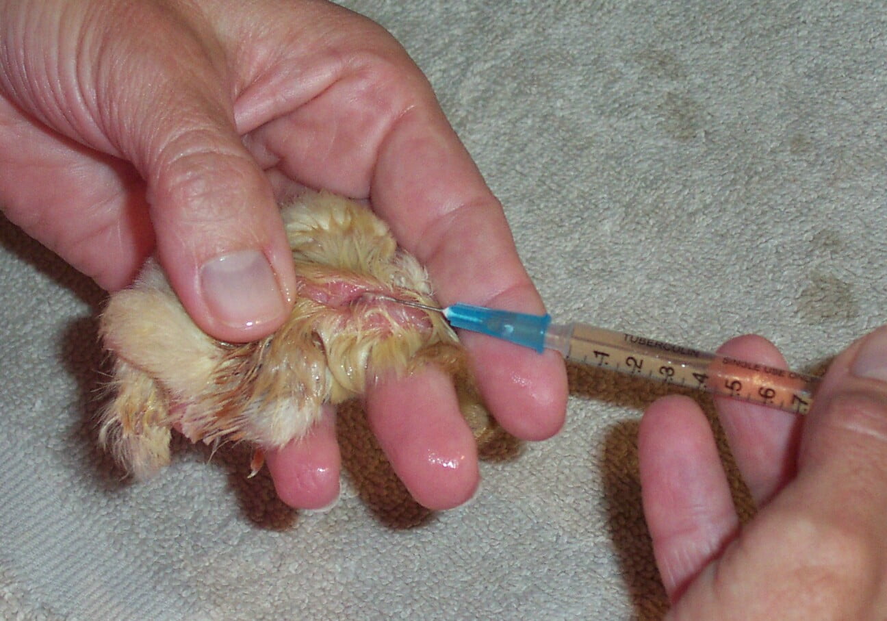 Needle inserted just under skin for Mareks vaccionation