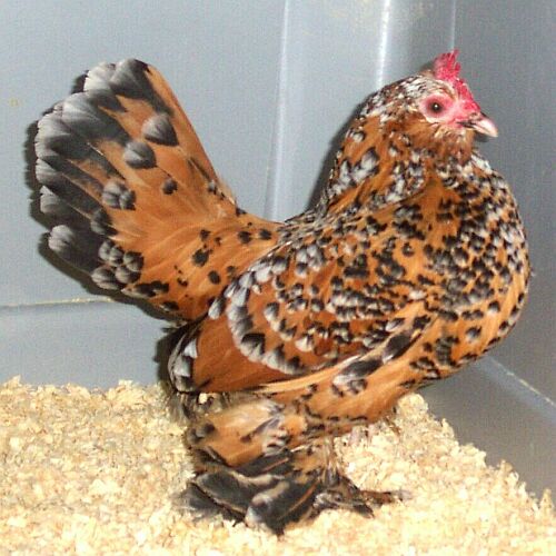 Belgian Bearded d'Uccle Hen in Mille Fleur